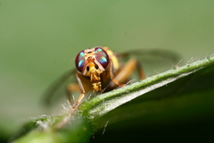 Bactrocera dorsalis