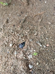 Pycnoscelus surinamensis