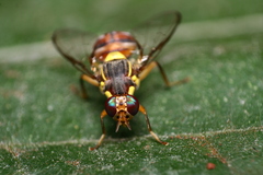 Bactrocera dorsalis