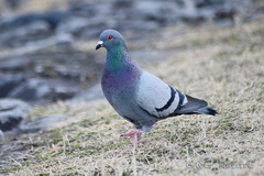 Columba livia domestica