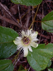 Passiflora vespertilio