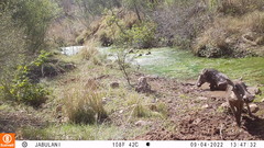 Phacochoerus africanus