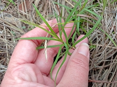 Asclepias verticillata