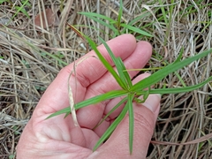 Asclepias verticillata