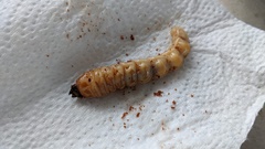 Batocera rufomaculata