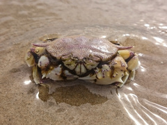 Matuta victor