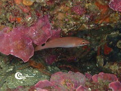 Ctenolabrus rupestris