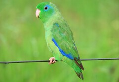 Forpus conspicillatus