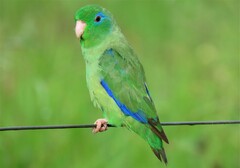 Forpus conspicillatus
