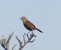 Mimus saturninus