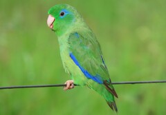 Forpus conspicillatus