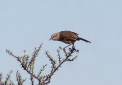 Mimus saturninus