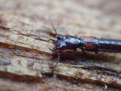 Siagonium quadricorne