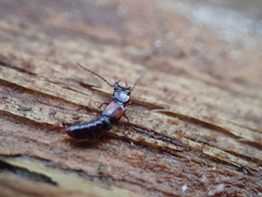 Siagonium quadricorne