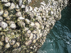 Saccostrea