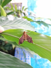 Anarmodia