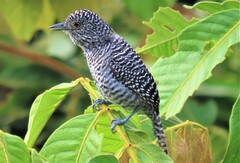 Thamnophilus multistriatus