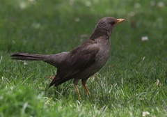 Turdus chiguanco