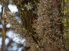 Tillandsia virescens