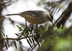 Conirostrum cinereum