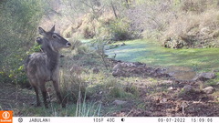 Kobus ellipsiprymnus