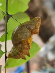 Troides minos