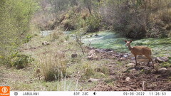 Tragelaphus sylvaticus sylvaticus