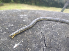 Atractus crassicaudatus