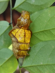 Troides minos