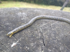 Atractus crassicaudatus