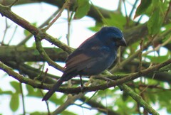 Cyanoloxia brissonii