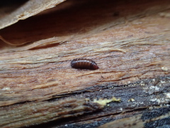 Stratiomyomorpha