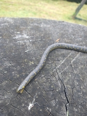 Atractus crassicaudatus