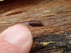 Stratiomyomorpha