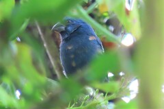 Cyanoloxia brissonii