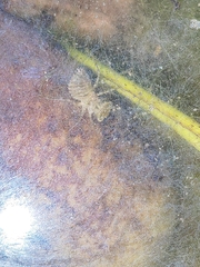 Orthetrum sabina