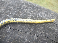 Atractus crassicaudatus