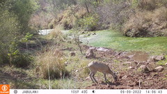 Oreotragus oreotragus