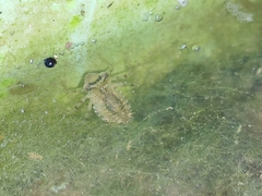 Orthetrum sabina