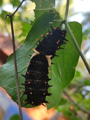 Troides minos