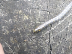 Atractus crassicaudatus