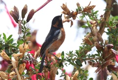 Diglossa brunneiventris