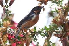 Diglossa brunneiventris