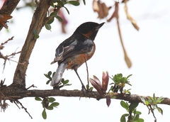 Diglossa brunneiventris