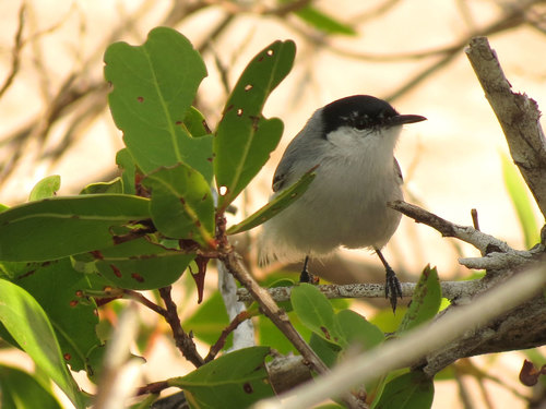 Yucatan Gnatcatcher (Polioptila albiventris), photo 9