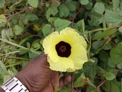 Hibiscus surattensis
