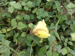 Hibiscus surattensis