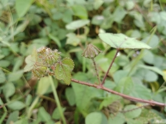 Hibiscus surattensis