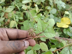 Hibiscus surattensis