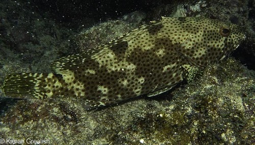 Rock Hind (Saltwater Fish of Mississippi) · iNaturalist